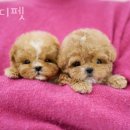 디디펫 수원강아지분양 네이버블로그