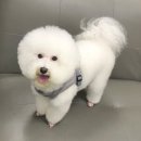 초원애견샵 이미지