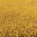 이삭 RPC 이미지