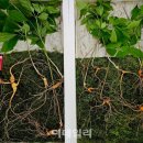 소백산심마니약초