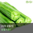 존홉킨즈 대학의 모링가 올레이페라 연구논문 이미지