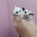 미니펫스쿨(Minipet School) 네이버블로그