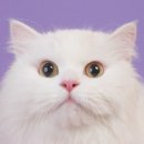 수상한사진관 네이버블로그