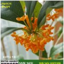 만리향 - 3376 | 만리향