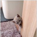 캣스토리 이미지