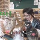 명품고양이카페 이미지