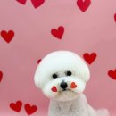 허그몽몽 이미지