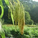 미숙목장 이미지