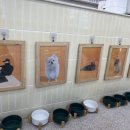 댕댕플래닛 네이버블로그