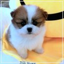 펫365 강아지분양 고양이분양 전주본점 이미지