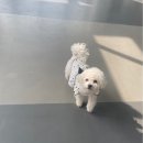 꽃피는견생 인천애견유치원 이미지