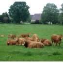 대산가축 이미지