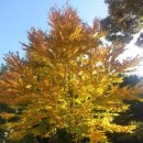 달콤한 나무 이미지