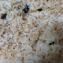 시온김밥