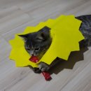 제갈견 동물병원 이미지