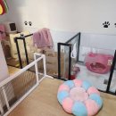 뽀숑그루밍 이미지