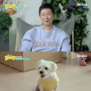 똥강아지 이미지