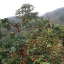 운남농장 이미지