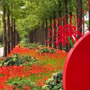 하늘공원 난지테마관광숲길 지금 가야하는 이유 이미지