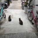 경북여인숙 | 포항 숙박 죽도시장 완전근처! 오다가다 게스트하우스 1인, 2인, 여행자 추천숙박(feat. 고양이 )