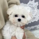 화이트 퍼피 켄넬 이미지