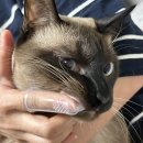 이치덴탈 | 고양이 이갈이 시기 아기 잇몸 이빨 관리 잘해줘야 평생 갑니다