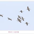 철새-1 이미지