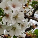 에버랜드 탐방 동영상, 튤립축제, 매화나무 apricot flower, 백합과 패모, 이미지