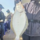 화성낚시슈퍼 | [화성/전곡항] 채비야호 광어 다운샷 인생 첫광어! 선상낚시 후기