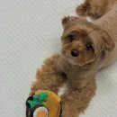 퍼피 바잇(PUPPY BITE) | [바잇미]삼진어묵 어묵탕 귀여운 강아지 노즈워크