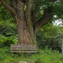 별동자리 이미지