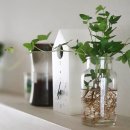 에코 플랜테리어 수경재배 이미지