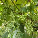 머루다래 이미지