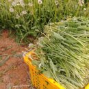 흰민들레농장 이미지