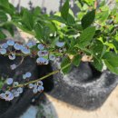 초우농장2 이미지