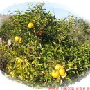 약산면-2 이미지