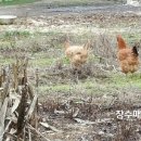 평호농장 네이버블로그