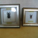 넓적사슴벌레 중형수컷2마리와 애사수컷 1마리, 젤리커터기, 벨리코서스, 옥시탈리스 표본 팝니다. 사진有 이미지