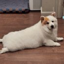 한국유과