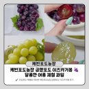 건농장 | 여름 제철 과일 추천, 케빈포도농장 금향포도 이즈카거봉 직접 먹어본 후기