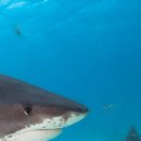 아쿠아리움 이미지