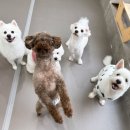 원애견&뭉까두까 이미지