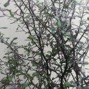 크로키아 이미지