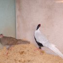 고려짬뽕 이미지