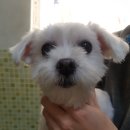 배방읍사무소 앞 이미지