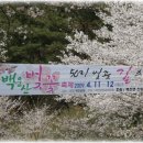 함양 백운산 벚꽃축제 구경오세요~~ 이미지