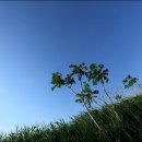 호미배수장 이미지