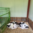 후사랑밀크(환희목장) 이미지