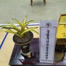 제7회 한국춘란엽예품전시회 | 제 7회 한국춘란 산업박람회