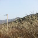 광주동초등학교충효분교 | 봄맞이 무등산 서동(서쪽~동쪽) 종주(장원봉,평두뫼,바람재,원효계곡 의병길,풍암정,충효동 왕버들)
